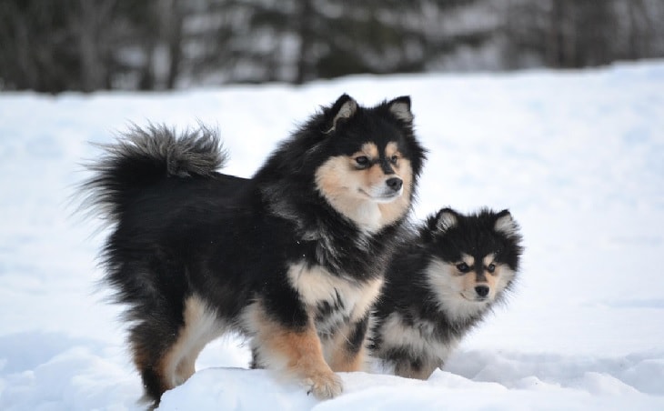 Finnish Lapphunds In The Snow.