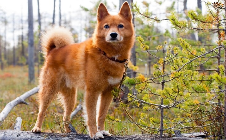 Finnish Spitz Dog.