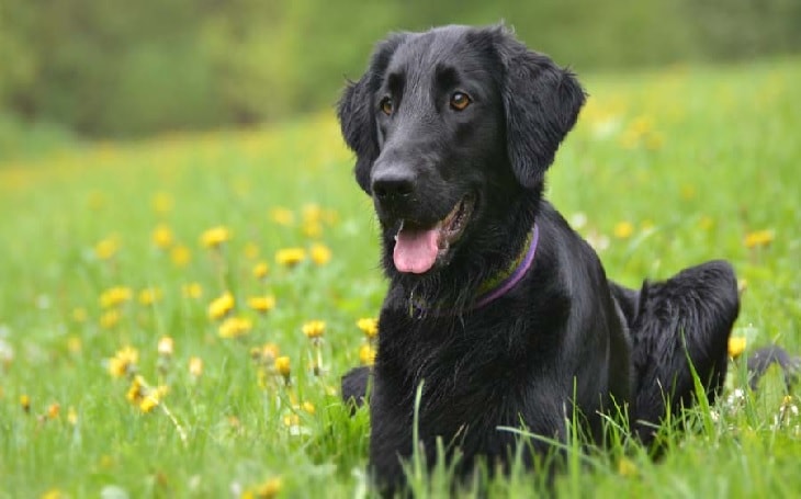 Flat-Coated Retriever Sitting On The Grass.