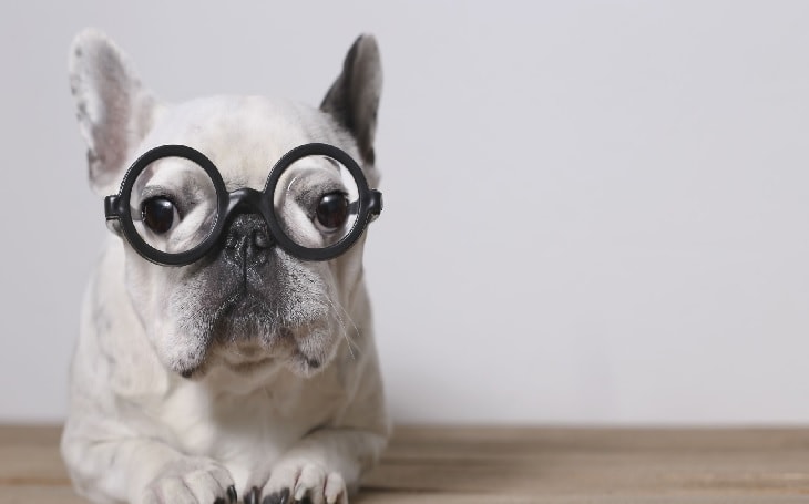French Bulldog With Specs