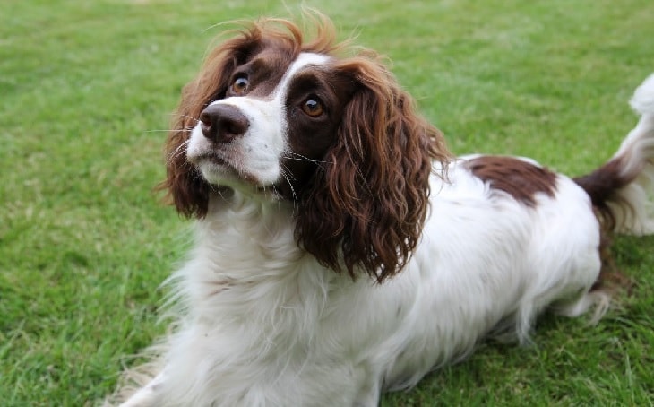 French Spaniel.