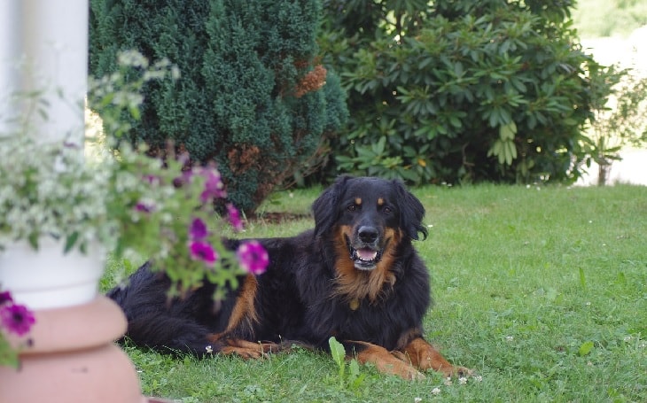 Beautiful Hovawart Dogs.