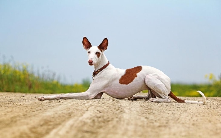 Ibizan Hound Sitting.