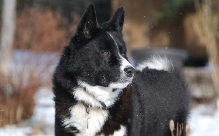 Sturdy looking Karelian Bear Dog.