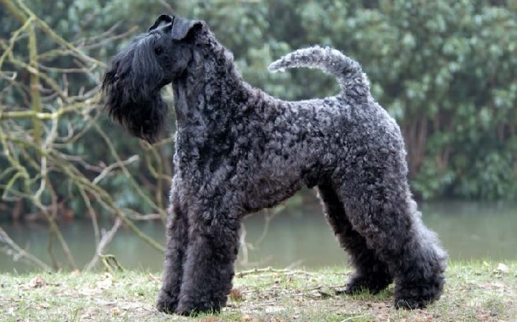 Kerry Blue Terrier Dog Breed.