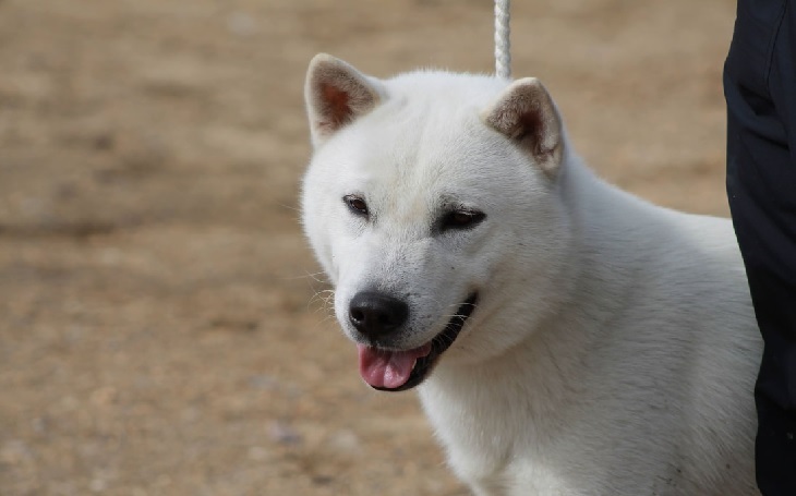 Kishu Ken The Japanese Breed.