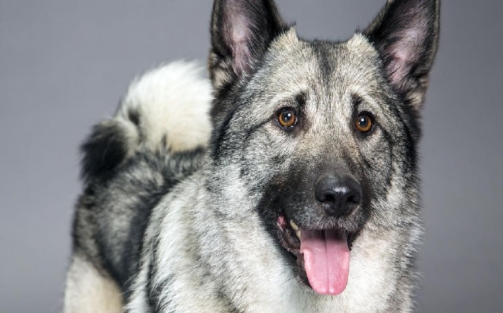 are norwegian elkhound the most intelligent dogs