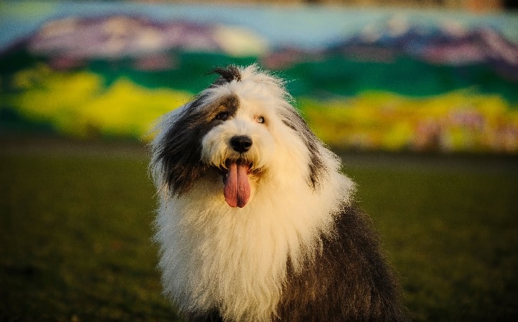 are polish lowland sheepdog aggressive