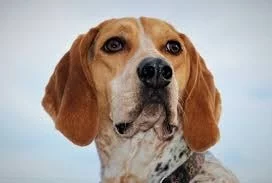 American English Coonhound which is similar to Redbone Coonhound