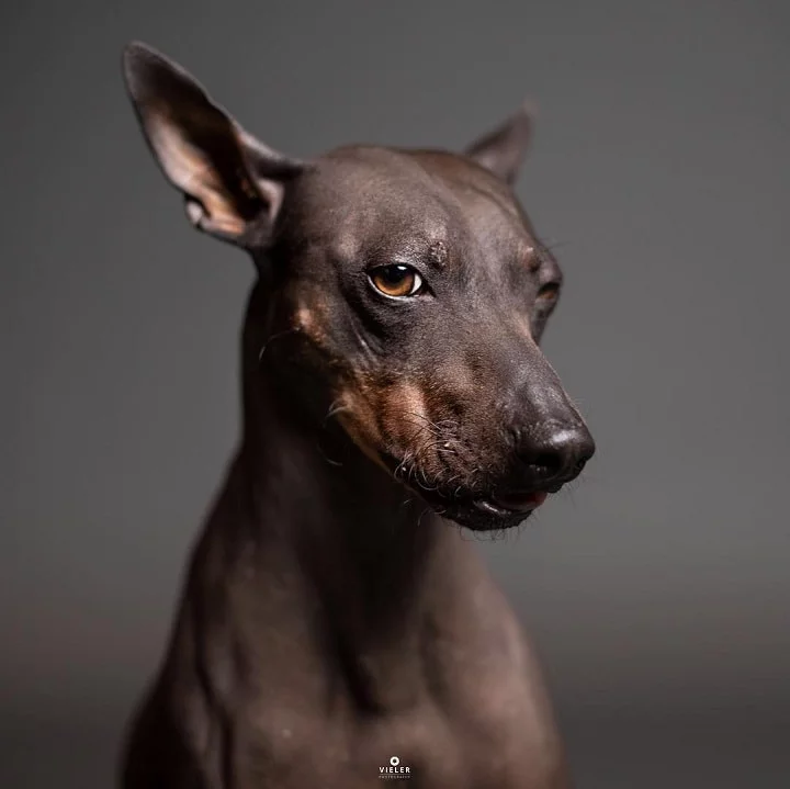 American Hairless Terrier similar dog breed to Rat terrier