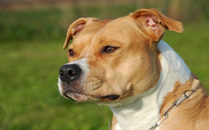 are staffordshire terriers socialized