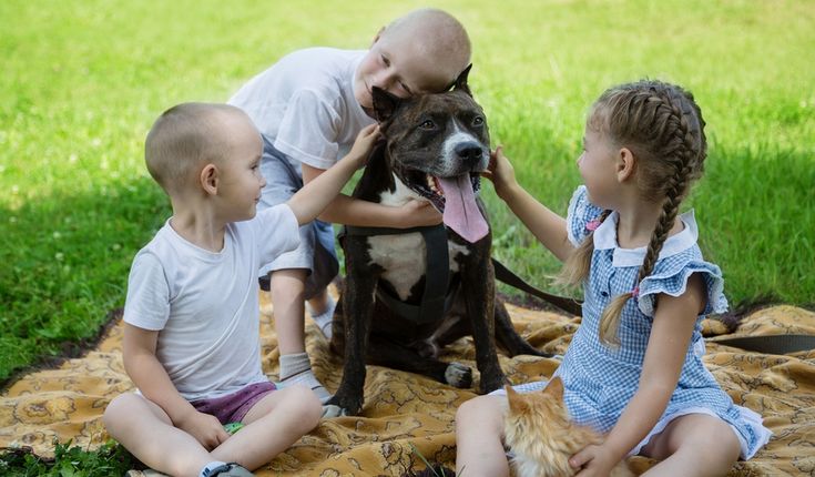 American Staffordshire Surrounded with Kids