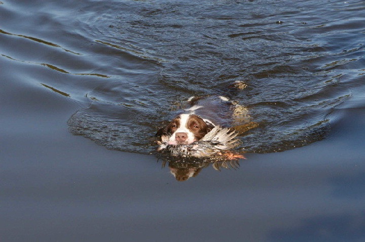 American Water Spanel Temperament and Personality