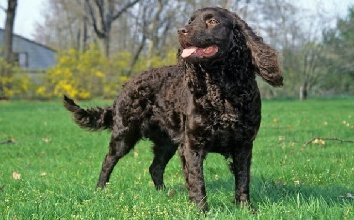 American Water Spaniel Temperament and Personality