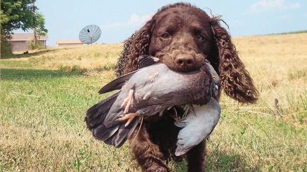 American Water Spaniel Training