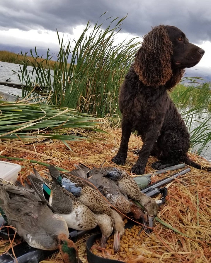 American Water Spaniel With its Prey