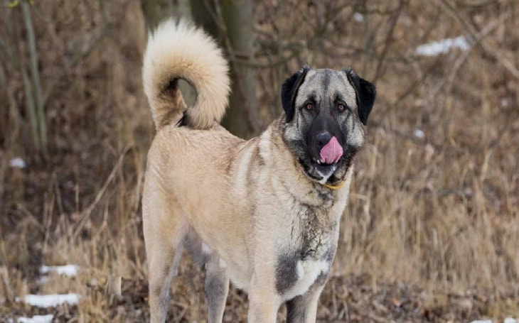 Anatolian Shepherd Temperament and Personality - Child Friendly and ...