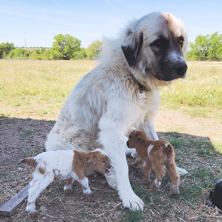 Anatolian Shepherd, Guarding dog