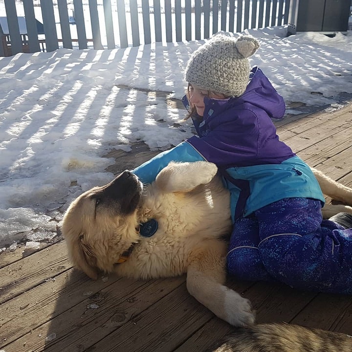 Anatolian Shepherd palyng with a kid