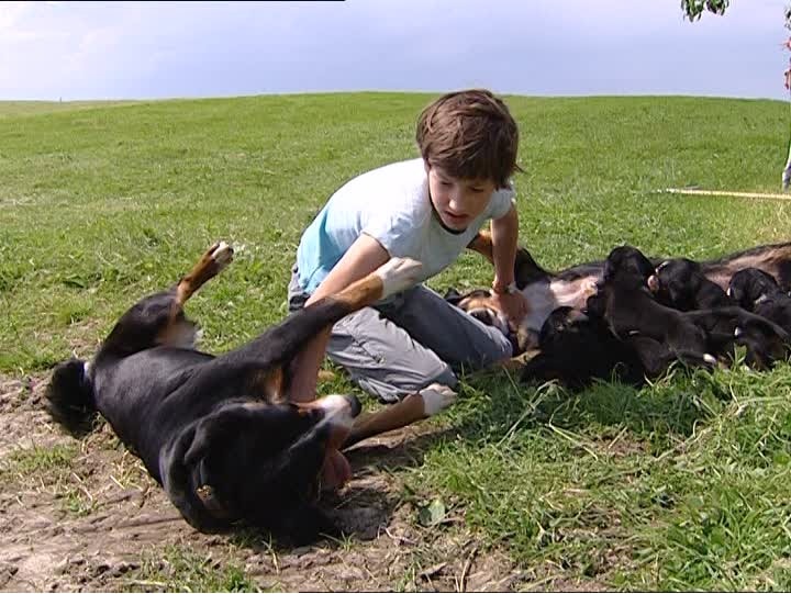 behavior of Appenzeller Sennenhund dog