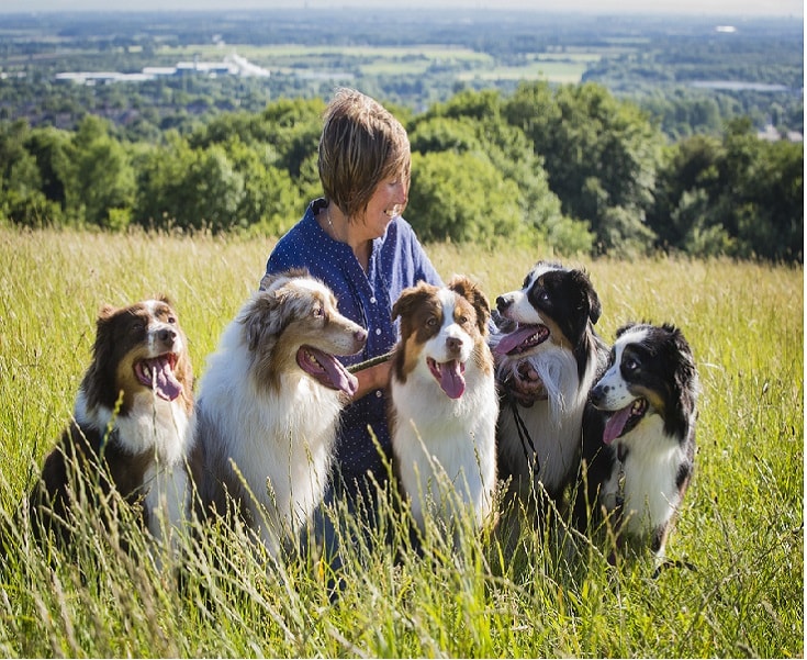 temperament of Australian Shepherd dogs