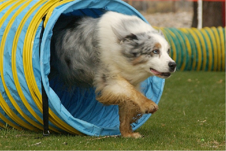 temperament of Australian Shepherd dog