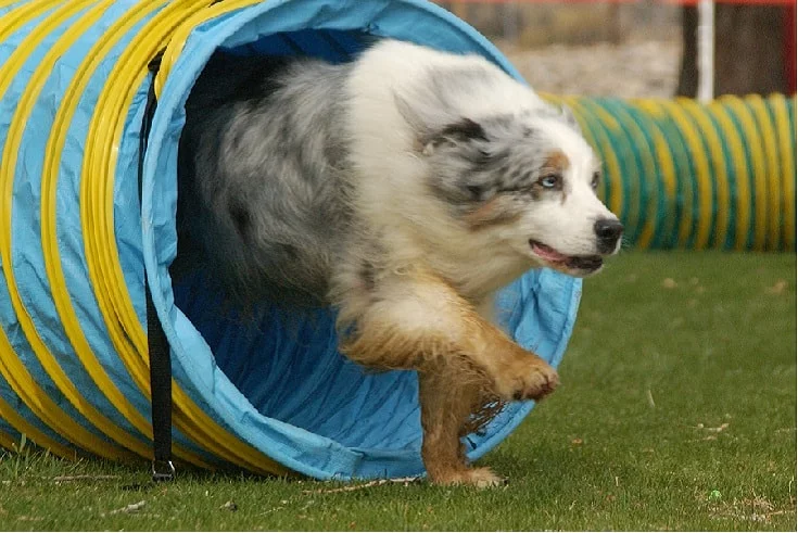 temperament of Australian Shepherd dog