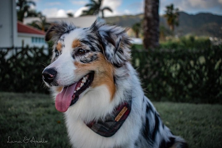 Australian Shepherd which is similar to Miniature American Shepherd