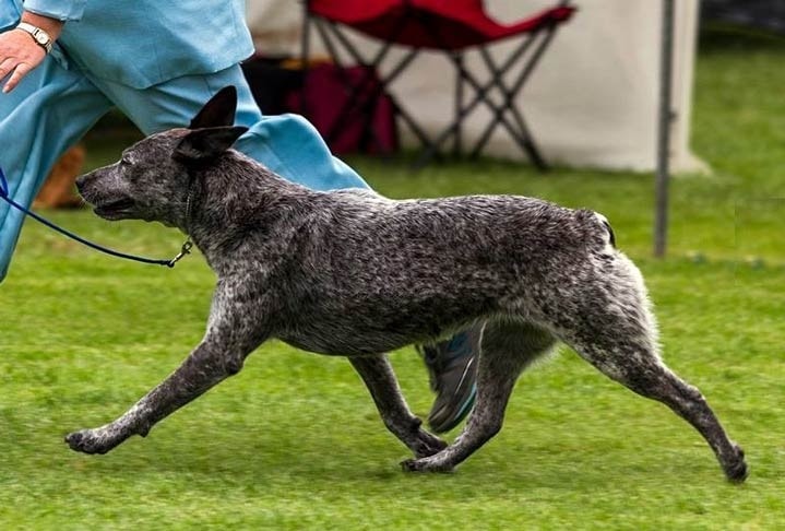 facts of Australian Stumpy Tail Cattle dog