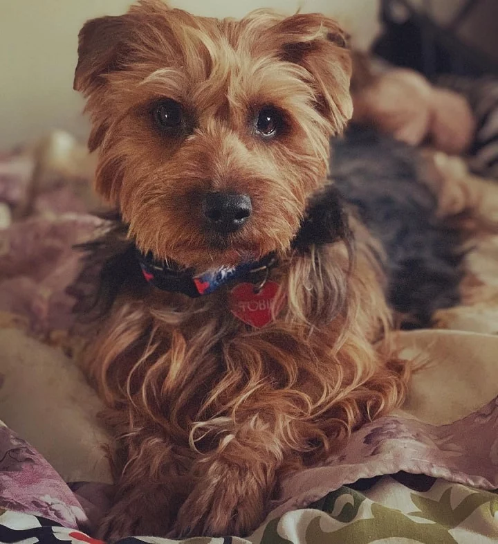 Australian Terrier which is similar to Portuguese Podengo Pequeno