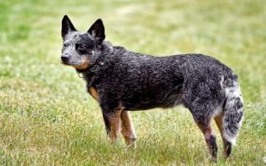 facts of Australian Stumpy Tail Cattle dogs