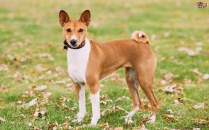 are basenjis affectionate dogs