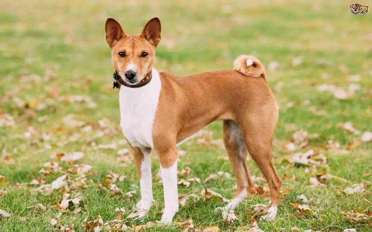Basenji Are Small Sized Dog Breeds