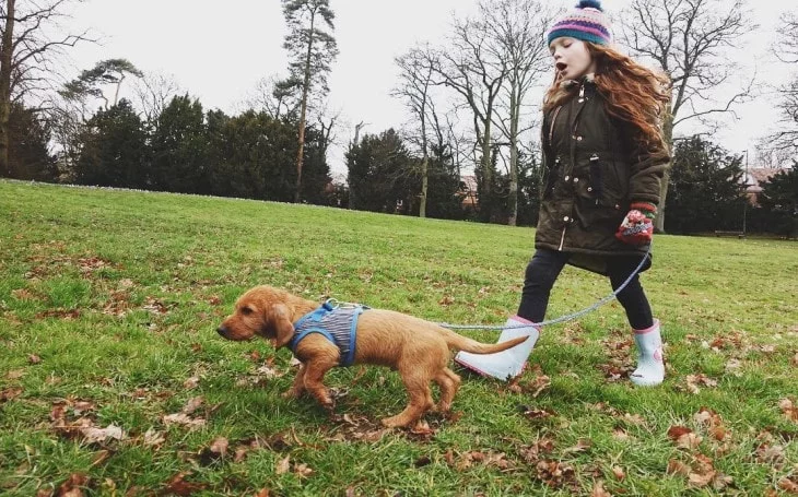 Basset Fauve de Bretagne Are Easy Going With Children