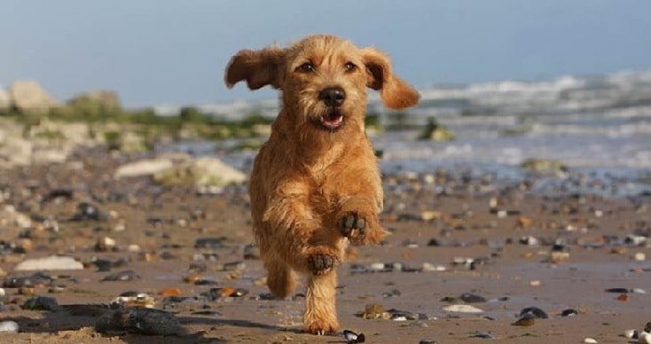 All About Basset Fauve de Bretagne- Origin, Behavior, Trainability ...