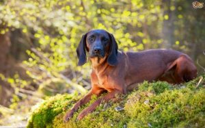 Bavarian Mountain Scent Hound Are Good Family Dogs