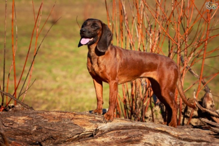 The Bavarian Mountain Scent Hound Makes Good Guards