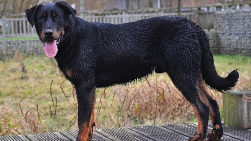 are beaucerons friendly or dangerous to strangers