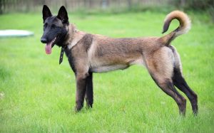 is a belgian malinois considered a aggressive breed
