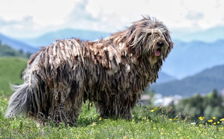 A Bergamasco Sheepdog posing.