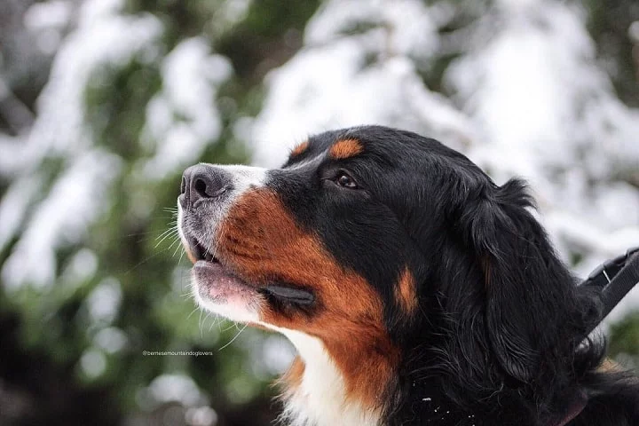 Bernese Mountain Dog similar to leonberger