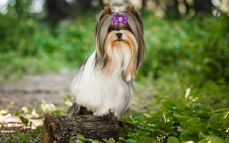 A beautiful Biewer Terrier posing.