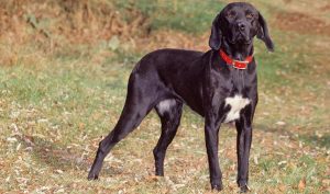 All About Plott Hound Dog Breed – Origin, Behavior, Trainability, Facts