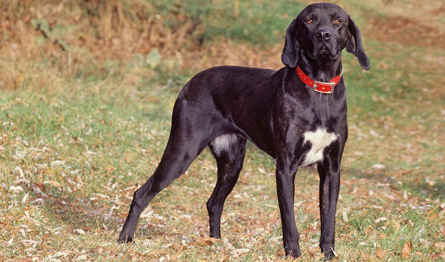 Black Plott Hound Standing