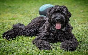 A Black Russian Terrier laying on the grass.