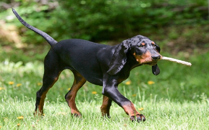 A Black and Tan Coonhound dog with stick in his mouth.