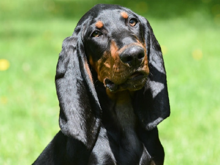 Black and Tan Coonhound which is similar to Redbone Coonhound