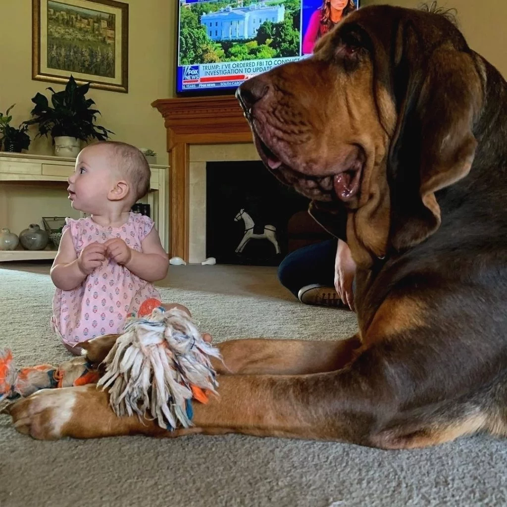 Bloodhound is child friendly