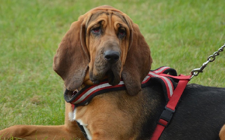 Dog Behavior Bloodhound S Curious Temperament And Docile