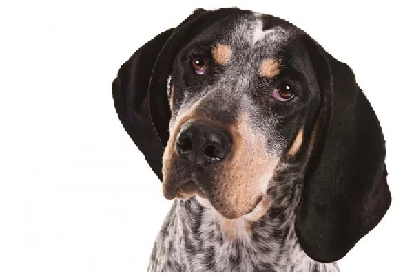 Bluetick Coonhound which is similar to Redbone Coonhound